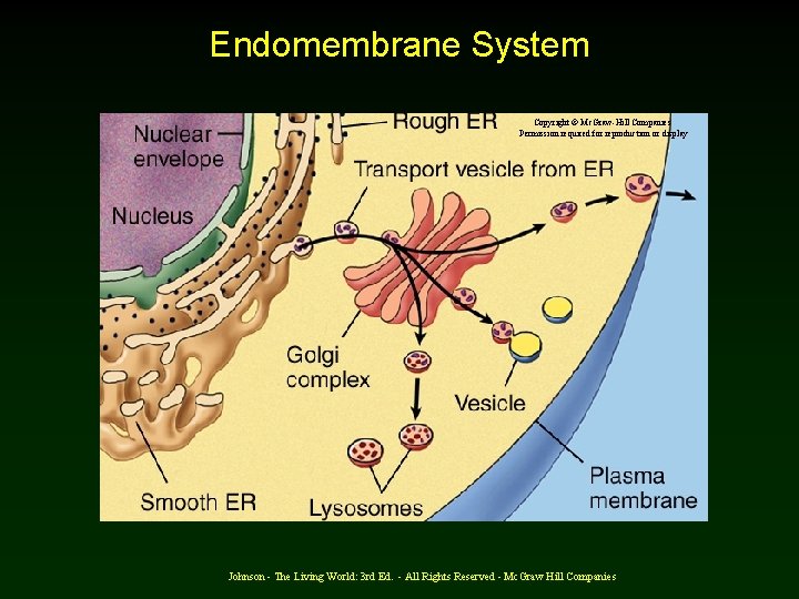 Endomembrane System Copyright © Mc. Graw-Hill Companies Permission required for reproduction or display Johnson