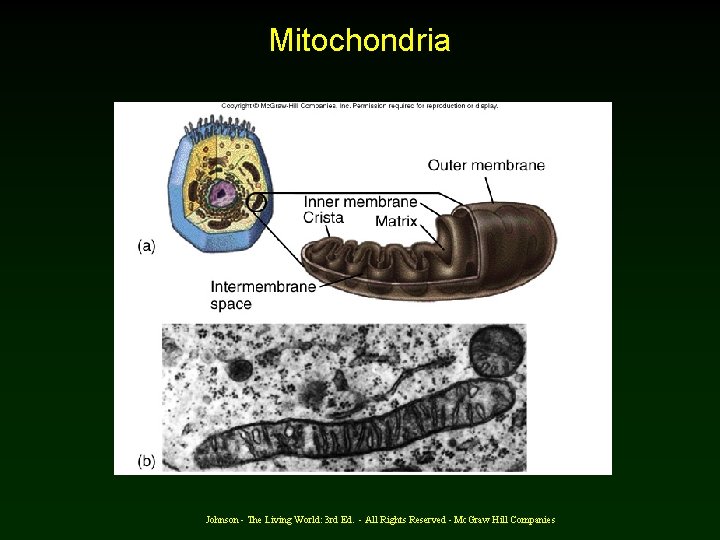 Mitochondria Johnson - The Living World: 3 rd Ed. - All Rights Reserved -