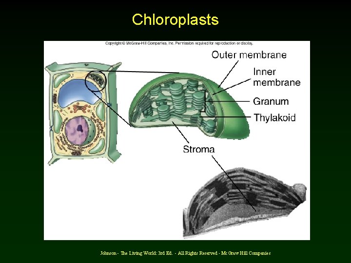 Chloroplasts Johnson - The Living World: 3 rd Ed. - All Rights Reserved -