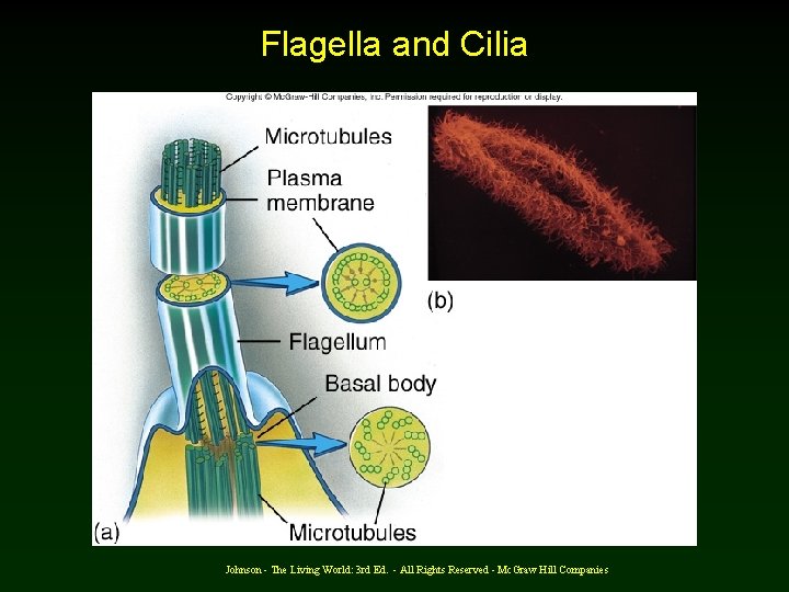 Flagella and Cilia Johnson - The Living World: 3 rd Ed. - All Rights