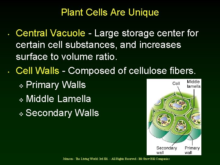 Plant Cells Are Unique • • Central Vacuole - Large storage center for certain