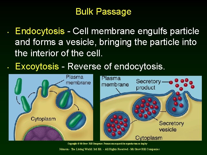 Bulk Passage • • Endocytosis - Cell membrane engulfs particle and forms a vesicle,