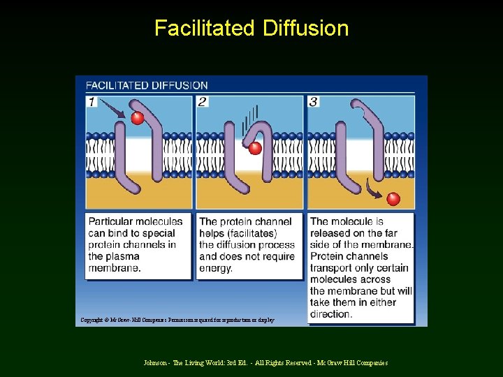 Facilitated Diffusion Copyright © Mc. Graw-Hill Companies Permission required for reproduction or display Johnson
