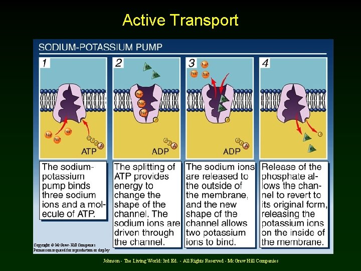 Active Transport Copyright © Mc. Graw-Hill Companies Permission required for reproduction or display Johnson