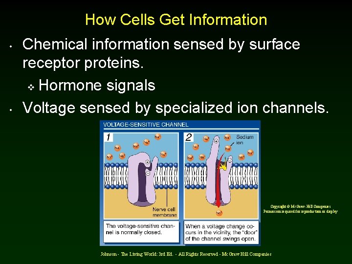 How Cells Get Information • • Chemical information sensed by surface receptor proteins. v