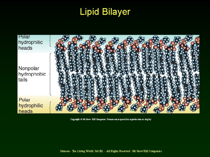 Lipid Bilayer Copyright © Mc. Graw-Hill Companies Permission required for reproduction or display Johnson