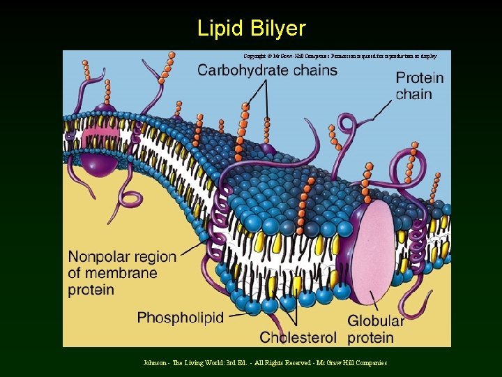 Lipid Bilyer Copyright © Mc. Graw-Hill Companies Permission required for reproduction or display Johnson