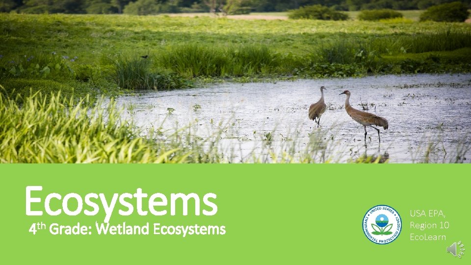 Ecosystems 4 th Grade: Wetland Ecosystems USA EPA, Region 10 Eco. Learn 