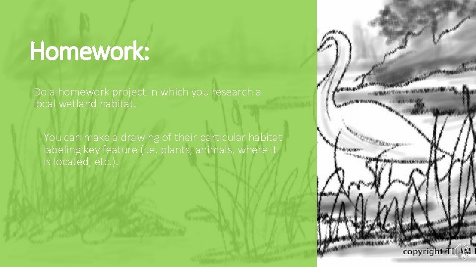 Homework: Do a homework project in which you research a local wetland habitat. You