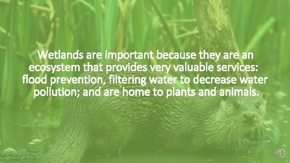Wetlands are important because they are an ecosystem that provides very valuable services: flood