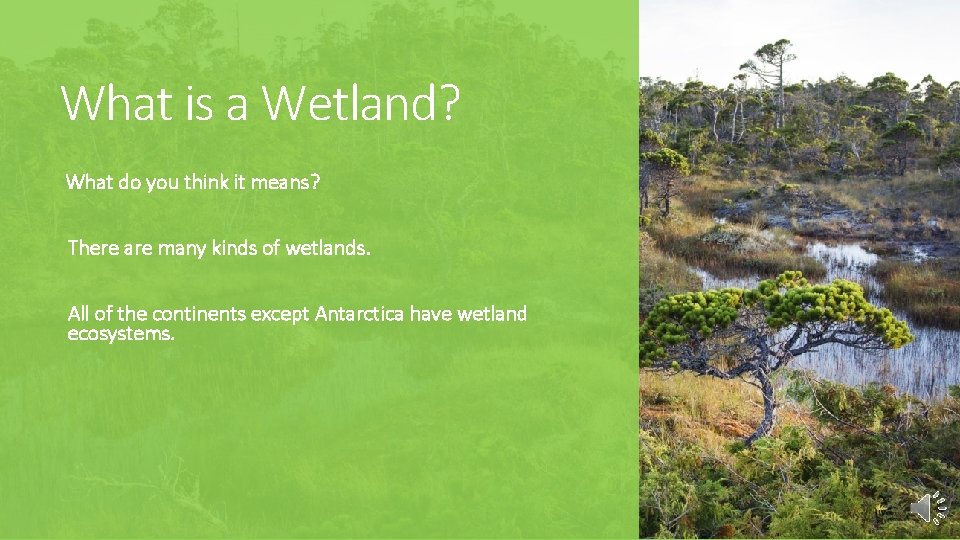 What is a Wetland? What do you think it means? There are many kinds
