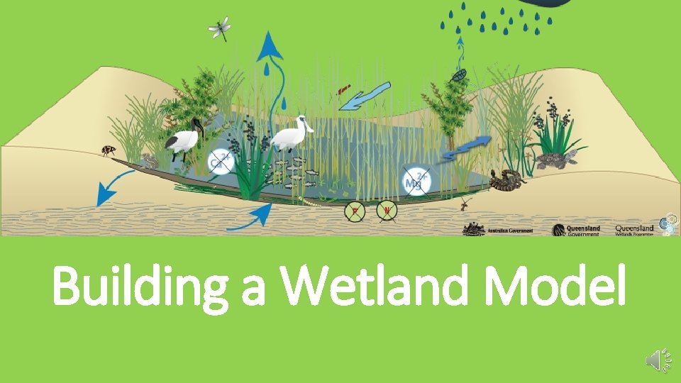 Building a Wetland Model 