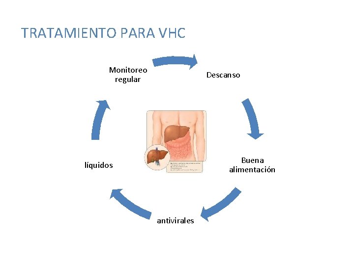 TRATAMIENTO PARA VHC Monitoreo regular Descanso Buena alimentación líquidos antivirales 