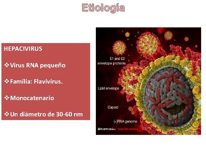 Etiología HEPACIVIRUS v. Virus RNA pequeño v. Familia: Flavivirus. v. Monocatenario v. Un diámetro