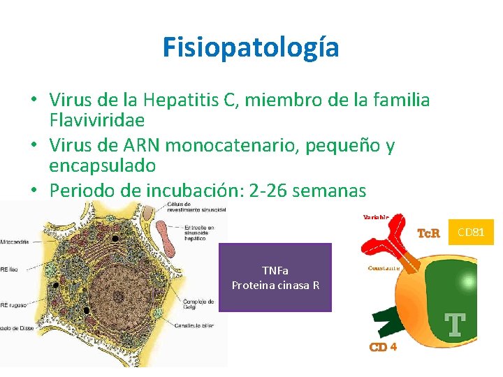 Fisiopatología • Virus de la Hepatitis C, miembro de la familia Flaviviridae • Virus