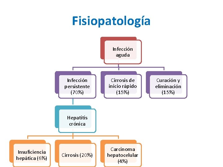 Fisiopatología Infección aguda Infección persistente (70%) Cirrosis de inicio rápido (15%) Hepatitis crónica Insuficiencia