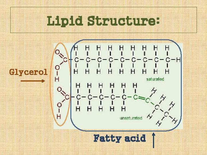 Lipid Structure: Glycerol Fatty acid 