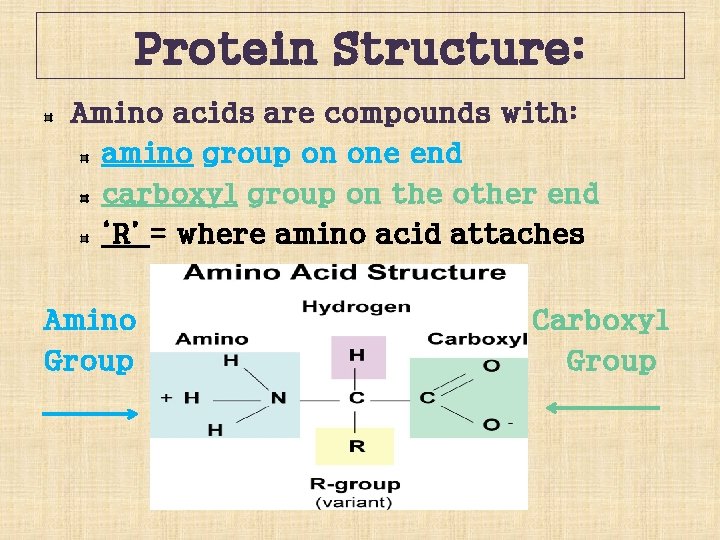 Protein Structure: Amino acids are compounds with: amino group on one end carboxyl group