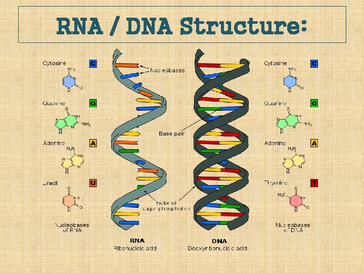 RNA / DNA Structure: 