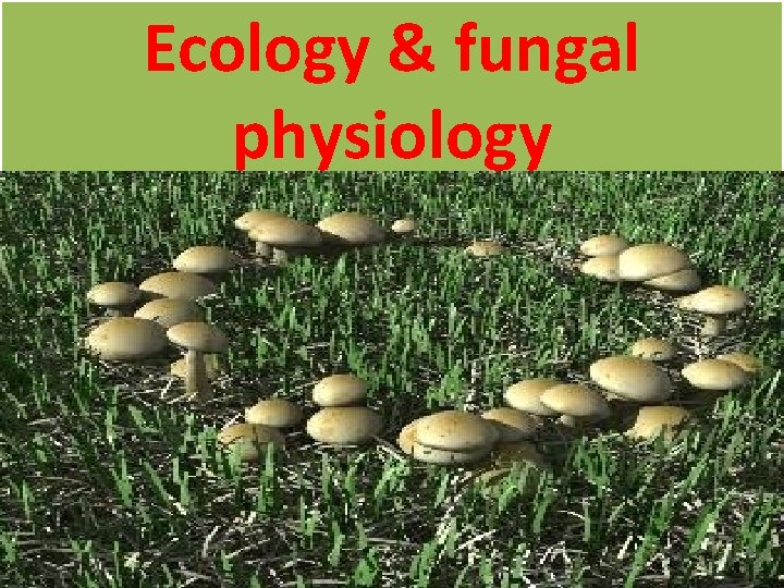 Ecology & fungal physiology 