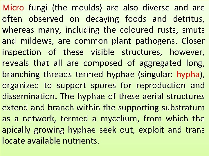 Micro fungi (the moulds) are also diverse and are often observed on decaying foods