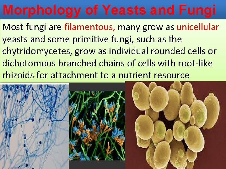 Morphology of Yeasts and Fungi Most fungi are filamentous, many grow as unicellular yeasts