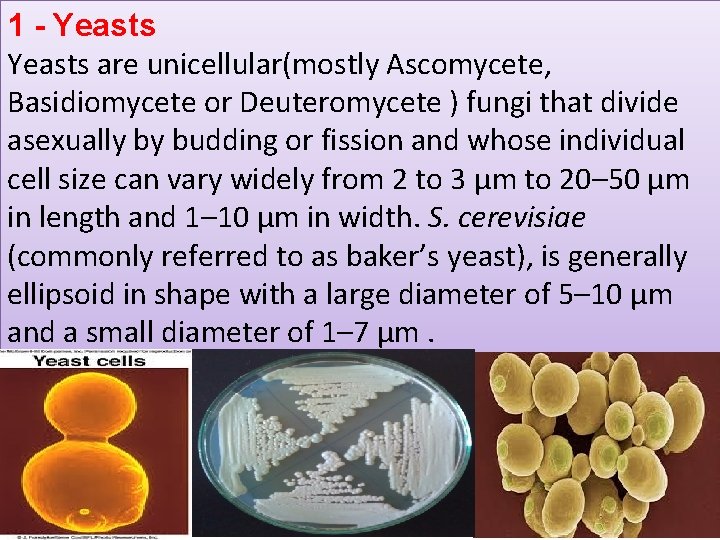 1 - Yeasts are unicellular(mostly Ascomycete, Basidiomycete or Deuteromycete ) fungi that divide asexually