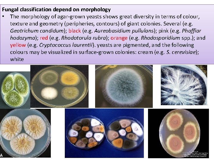 Fungal classification depend on morphology • The morphology of agar-grown yeasts shows great diversity