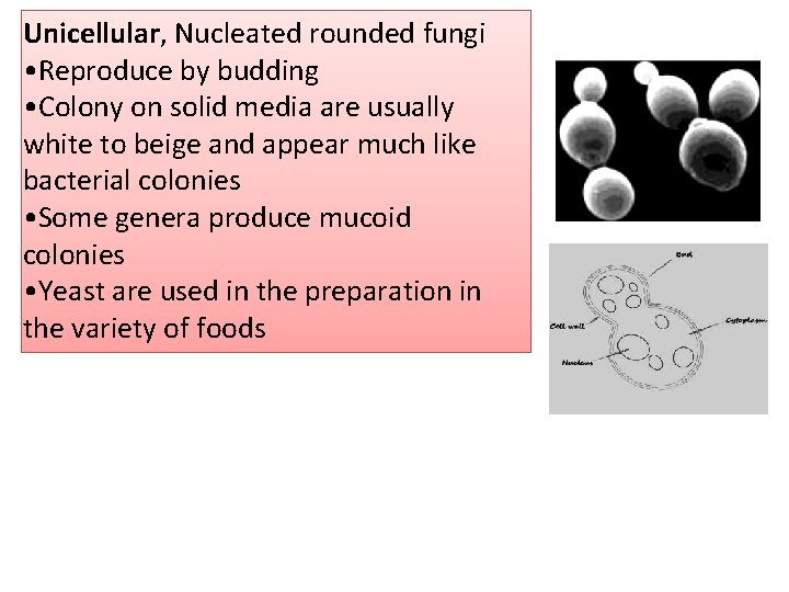 Unicellular, Nucleated rounded fungi • Reproduce by budding • Colony on solid media are