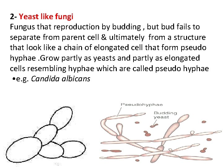 2 - Yeast like fungi Fungus that reproduction by budding , but bud fails