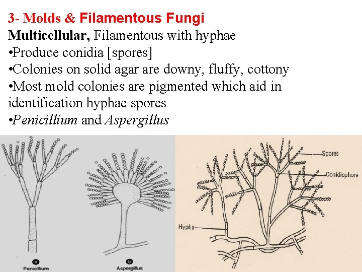 3 - Molds & Filamentous Fungi Multicellular, Filamentous with hyphae • Produce conidia [spores]