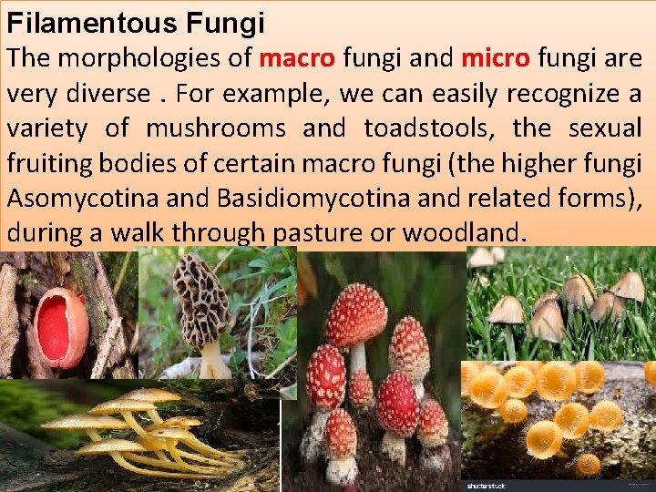 Filamentous Fungi The morphologies of macro fungi and micro fungi are very diverse. For Filamentous Fungi The morphologies of macro fungi and micro fungi are very diverse. For