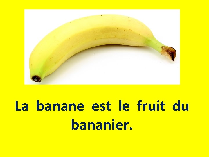 La banane est le fruit du bananier. 