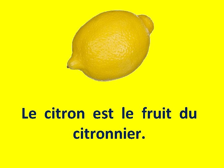 Le citron est le fruit du citronnier. 