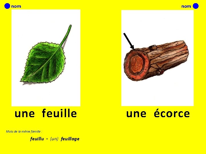 nom une feuille Mots de la même famille : feuillu - (un) feuillage une