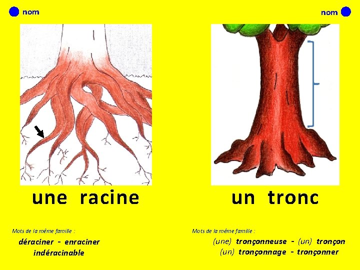 nom une racine Mots de la même famille : déraciner - enraciner indéracinable nom