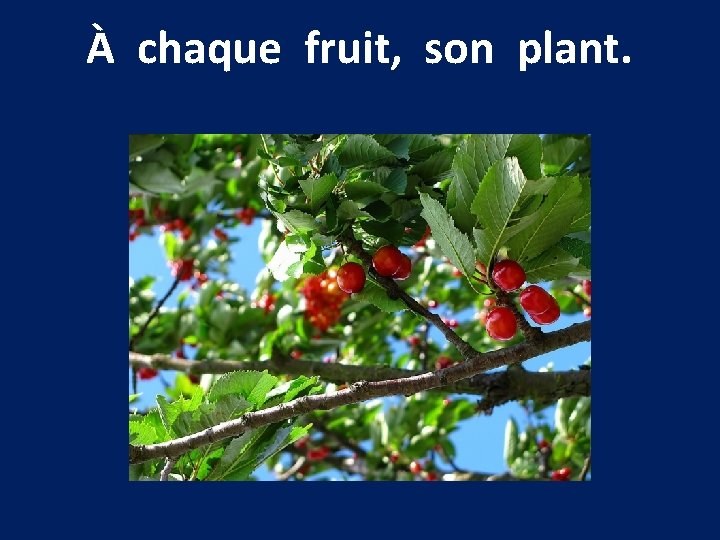 À chaque fruit, son plant. 