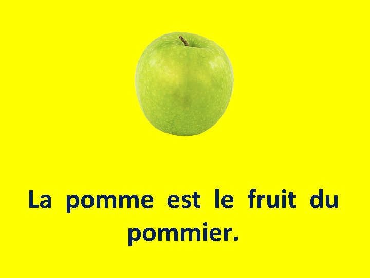 La pomme est le fruit du pommier. 