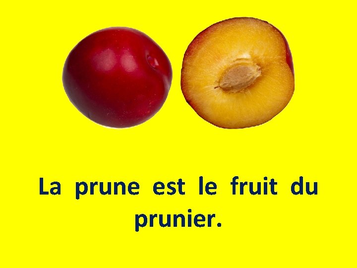 La prune est le fruit du prunier. 