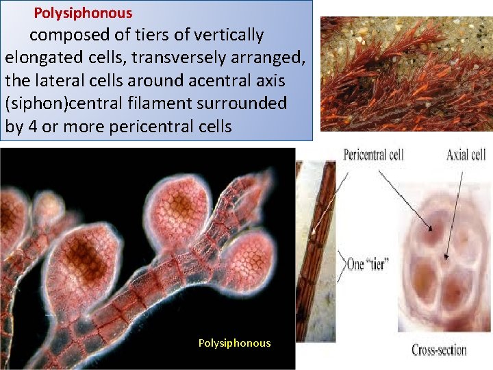 Polysiphonous composed of tiers of vertically elongated cells, transversely arranged, the lateral cells around