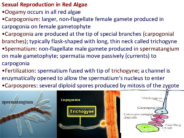 Sexual Reproduction in Red Algae • Oogamy occurs in all red algae • Carpogonium: