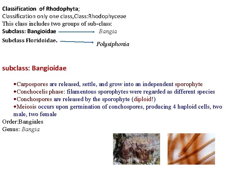 Classification of Rhodophyta; Classification only one class, Class: Rhodophyceae This class includes two groups