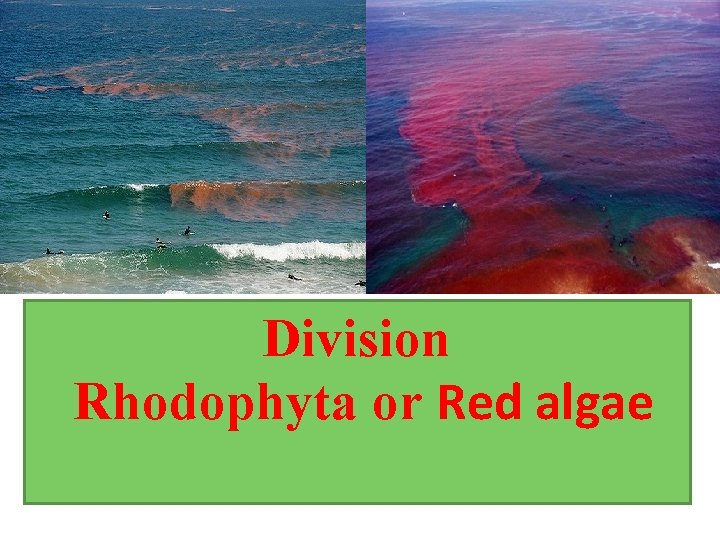 Division Rhodophyta or Red algae 