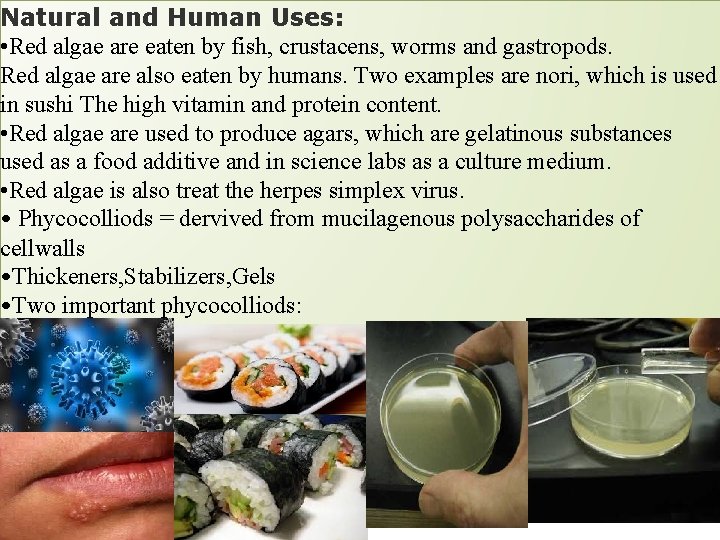 Natural and Human Uses: • Red algae are eaten by fish, crustacens, worms and