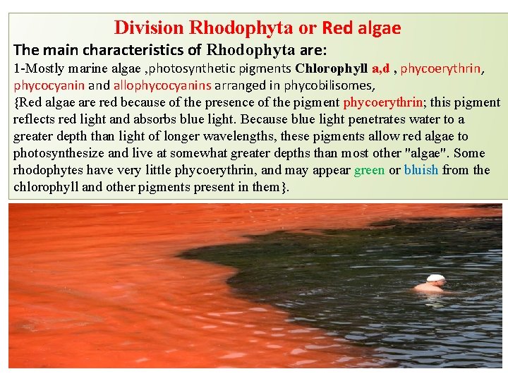 Division Rhodophyta or Red algae The main characteristics of Rhodophyta are: 1 -Mostly marine