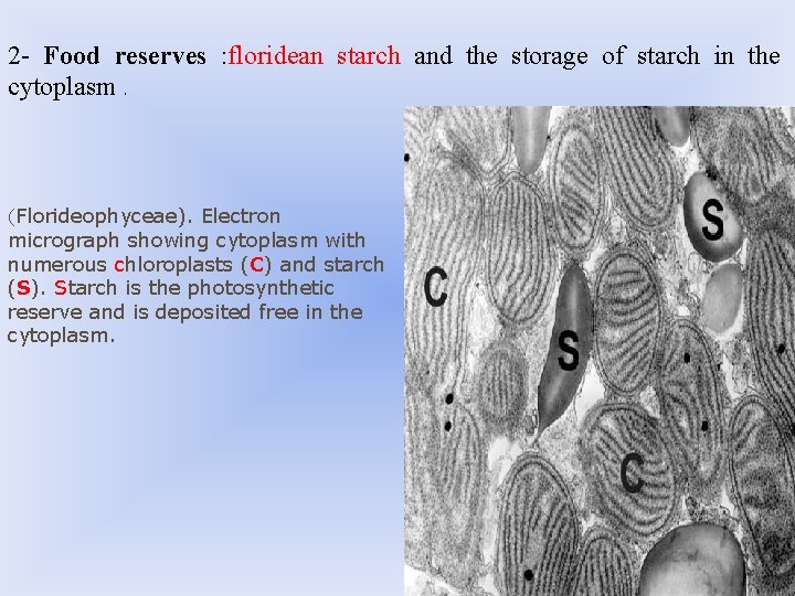 2 - Food reserves : floridean starch and the storage of starch in the