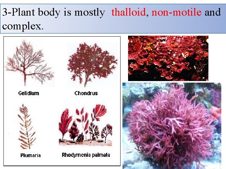 3 -Plant body is mostly thalloid, non-motile and complex. 