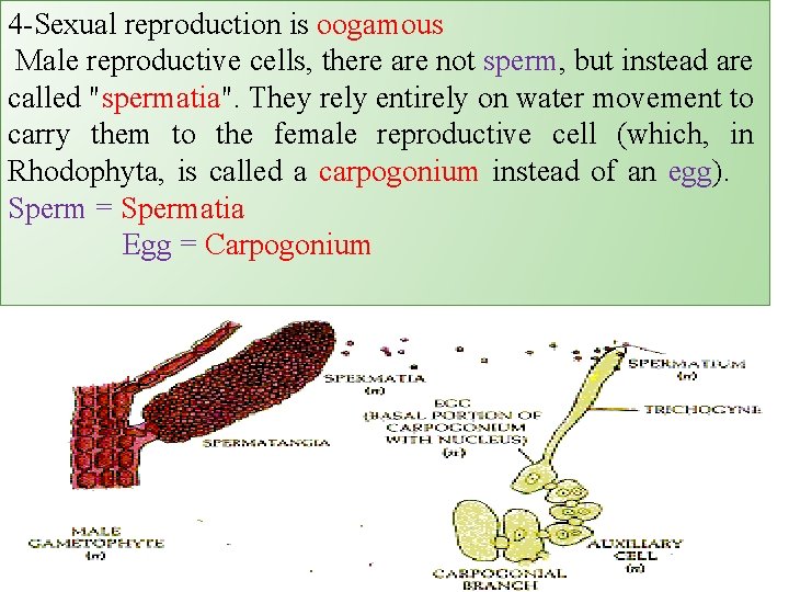 4 -Sexual reproduction is oogamous Male reproductive cells, there are not sperm, but instead