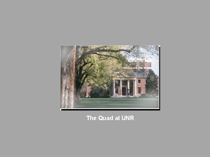 The Quad at UNR The Quad at UNR