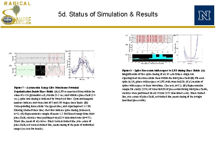 5 d. Status of Simulation & Results Figure 7 – Asymmetric Ramp-Like Membrane Potential 5 d. Status of Simulation & Results Figure 7 – Asymmetric Ramp-Like Membrane Potential